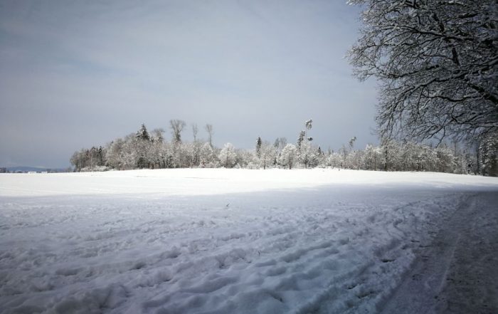Hardwald im Winter