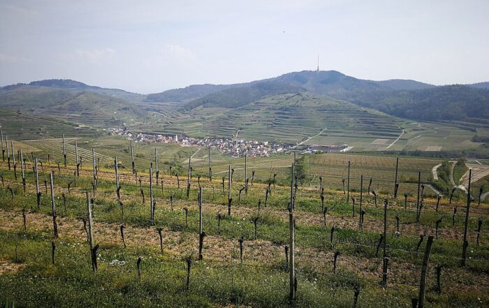 Reben am Kaiserstuhl