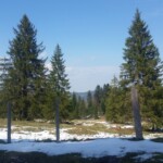 Hochmoor Nähe Brandalp