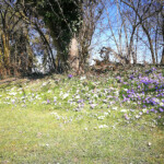 Der Frühling erwacht Der Frühling erwacht