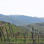 Terassen Weinberge im Kaiserstuhl Kaiserstuhl