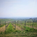 Weinberge. Bei klarem Wetter wohl sensationelle Fernsicht Weinberge