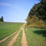 schöne Wiesenwege am Waldrand schöne Wiesenwege