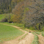 abwechselnd Wiesen- und Waldwege wieder ein Wiesenweg