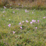 Krokusse im Herbst Krokusse
