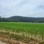Maisfeld