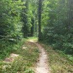Singletrail