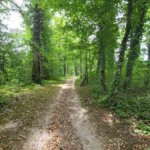 Singletrail