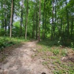Singletrail